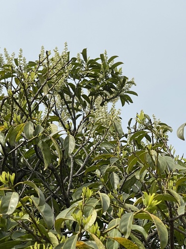Itea chinensis, photograph 6