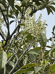 Itea chinensis