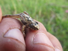 Physalaemus biligonigerus