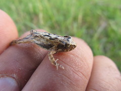 Physalaemus biligonigerus