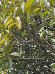 Itea chinensis