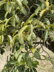 Itea chinensis