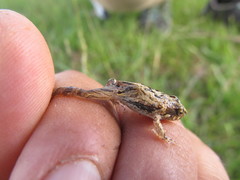 Physalaemus biligonigerus