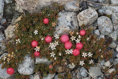 Five-fingered cinquefoil (Pentachondra pumila)