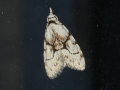 Nola delograpta