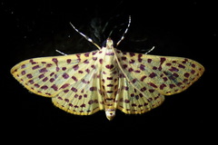 Polygrammodes eleuata