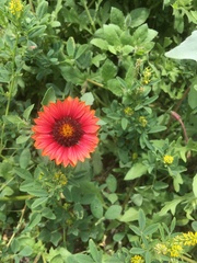 Gaillardia amblyodon
