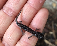 Aneides lugubris