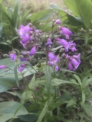 Penstemon tenuis
