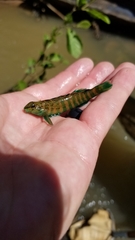 Etheostoma lynceum