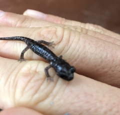 Aneides lugubris