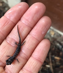 Aneides lugubris
