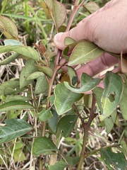 Breynia fruticosa