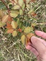 Breynia fruticosa