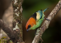 Stilpnia peruviana