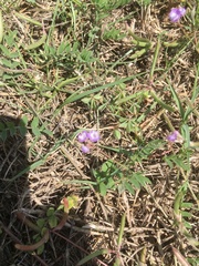 Astragalus leptocarpus