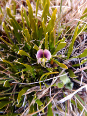 Carmichaelia corrugata