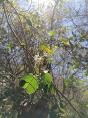 Bauhinia divaricata