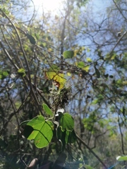 Bauhinia divaricata