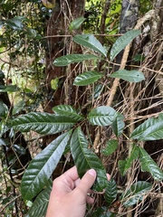 Tetragastris balsamifera