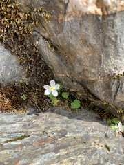 Kumlienia hystricula