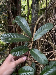 Tetragastris balsamifera