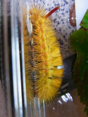 Calliteara pseudabietis