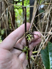Tetragastris balsamifera