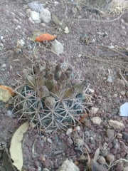Coryphantha pycnacantha