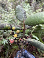 Myrcia fenzliana