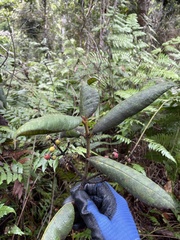 Myrcia fenzliana