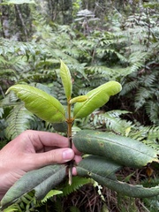 Myrcia fenzliana