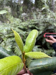 Myrcia fenzliana
