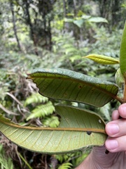 Myrcia fenzliana