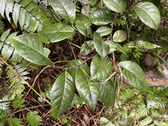 Coccoloba pyrifolia