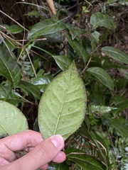 Coccoloba pyrifolia