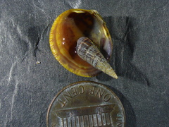 Longchaeus adamsii