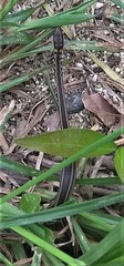 Erythrolamprus melanotus