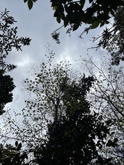 Terminalia tetraphylla