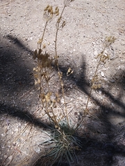 Ehrendorferia chrysantha