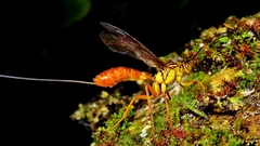 Labeninae