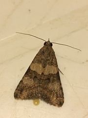 Melipotis trujillensis