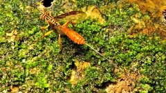 Labeninae