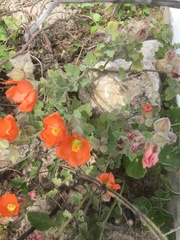 Sphaeralcea lindheimeri