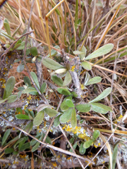 Olearia adenocarpa