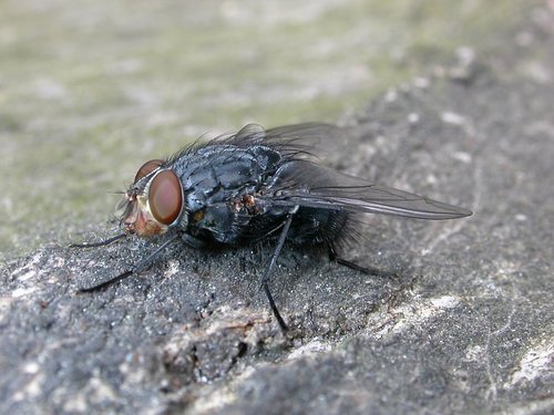 Blaue Schmeißfliege