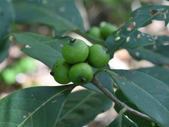 Cordiera