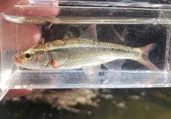 Luxilus zonatus