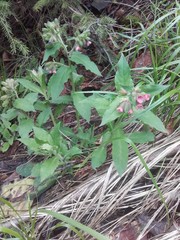 Pulmonaria rubra