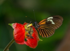 Heliconius erato emma